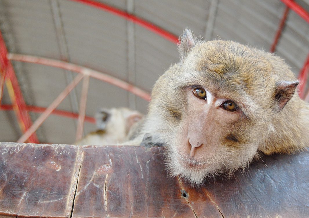 Curious monkey gazing at camera