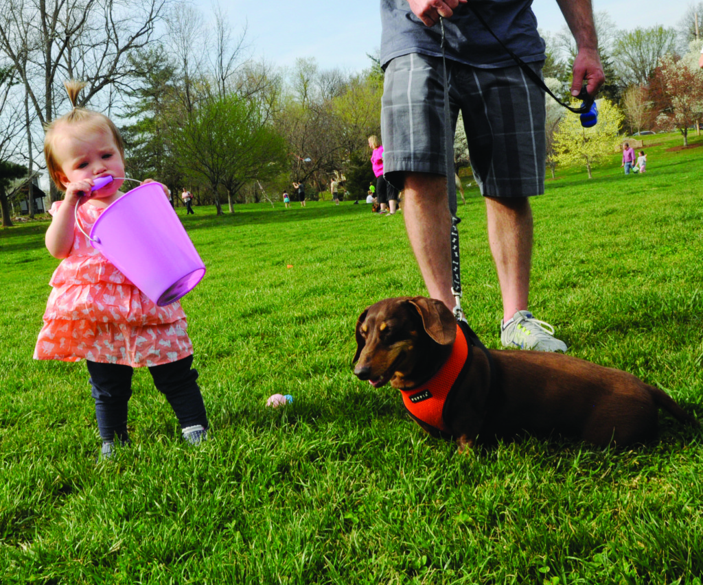 MEGAN FAVIGNANO / The Journal Payton walks through Larson Park in Webster Groves with her parents and dachshund dog, Buster. Buster searched the park for Easter eggs at Webster Groves’ annual dog Easter egg hunt.