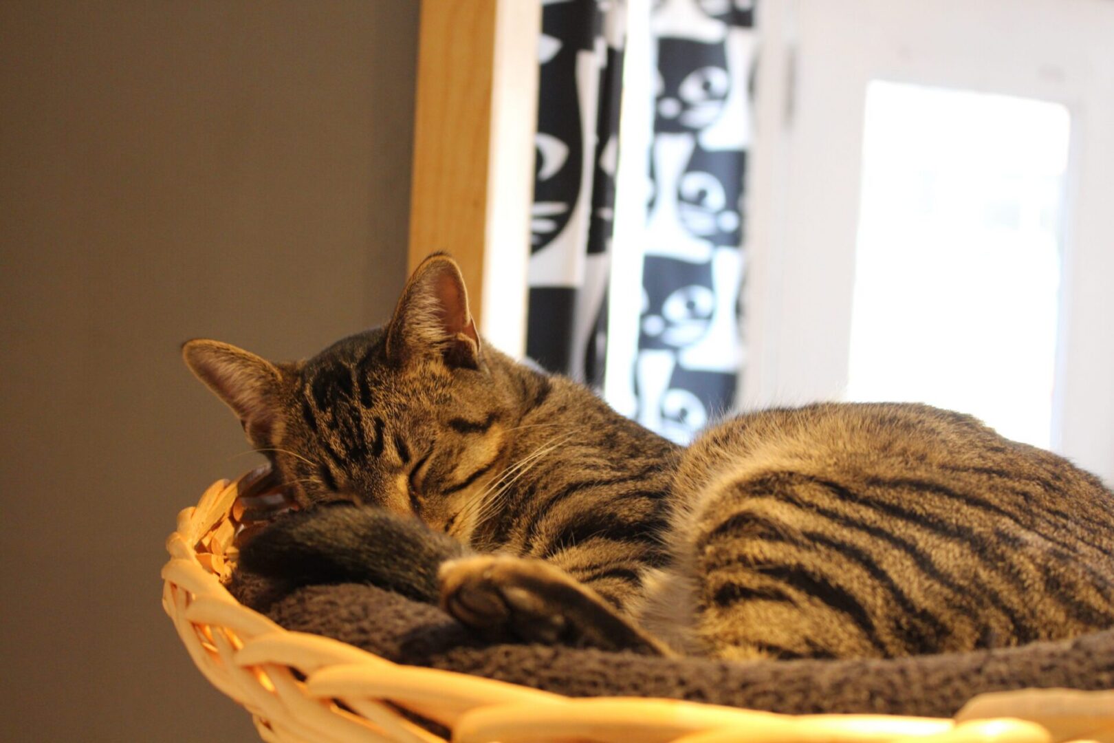 Sleeping tabby cat in a cozy basket