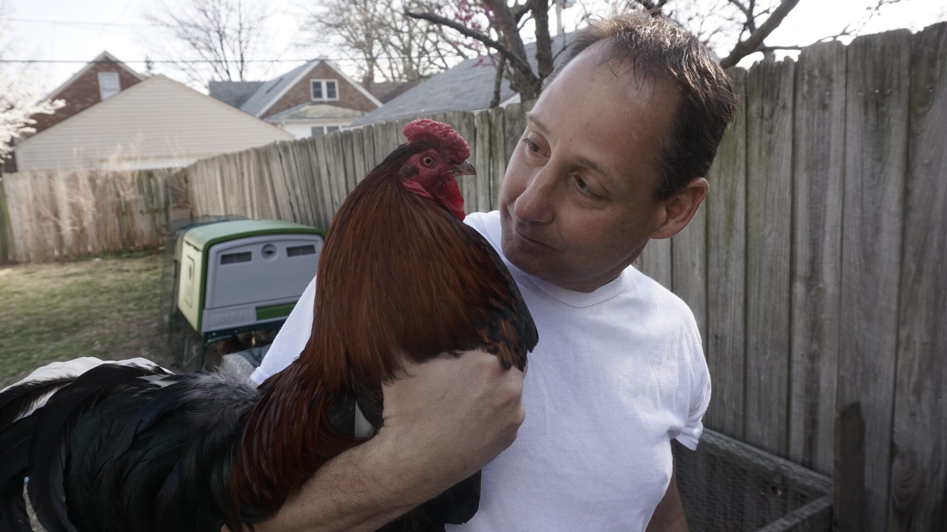 Person cuddling a rooster in backyard