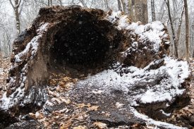 Snow-covered fallen tree with hollow center