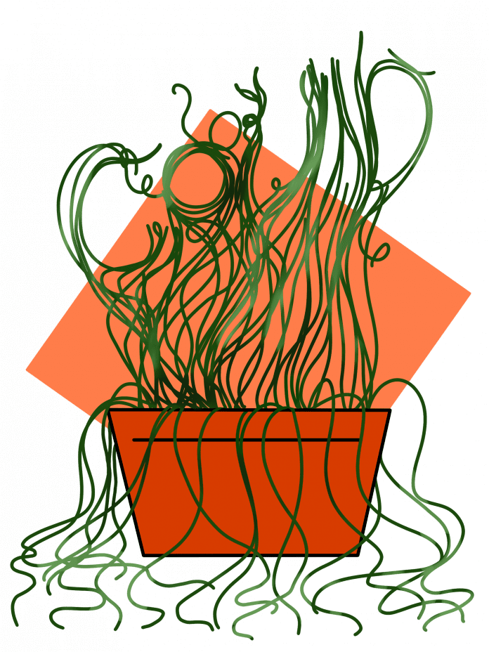 Potted plant with abstract green vines