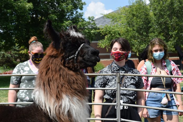 Llama with people wearing masks outdoors