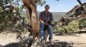 Man sitting on tree branch outdoors