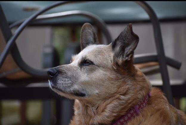 Side profile of attentive dog