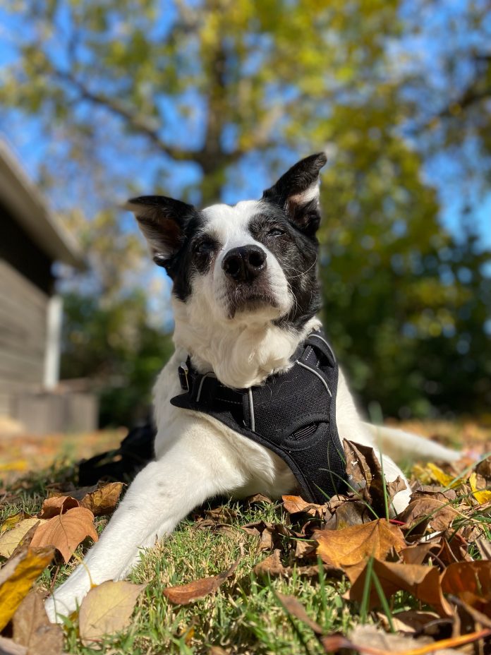 Dog enjoying sunny day in park