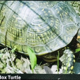 boxturtleexample
