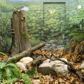 boxturtlehabitat