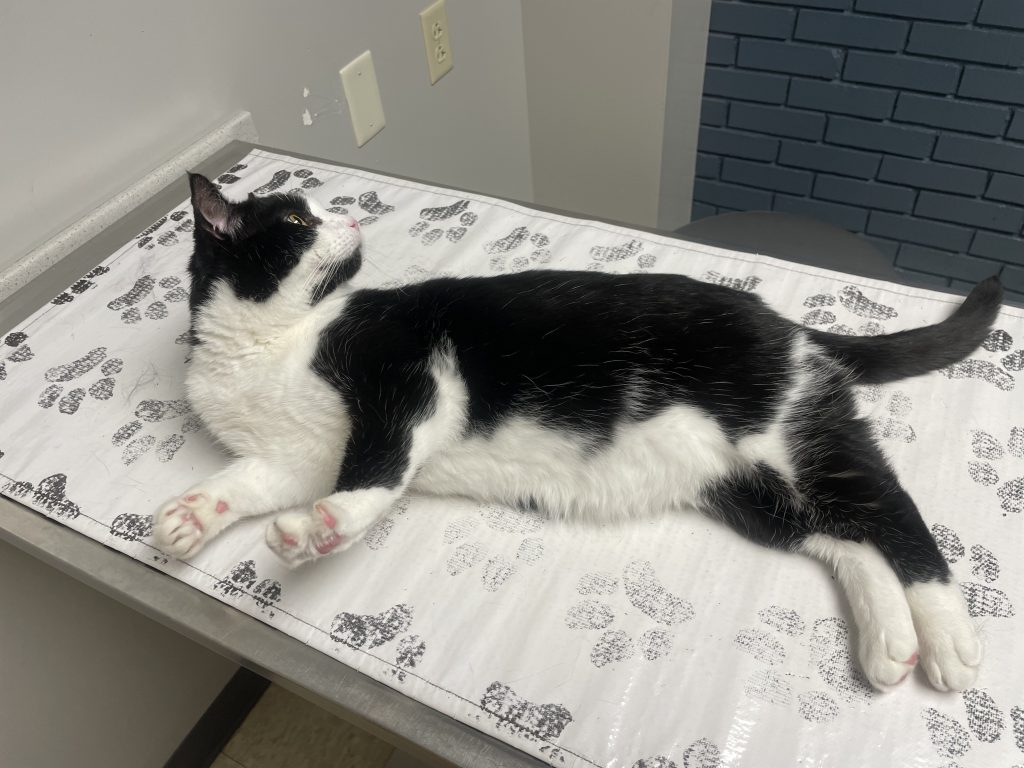 Cat resting on paw-print sheet