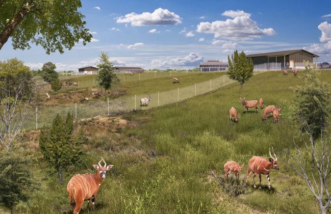 Bongos grazing in a grassy field