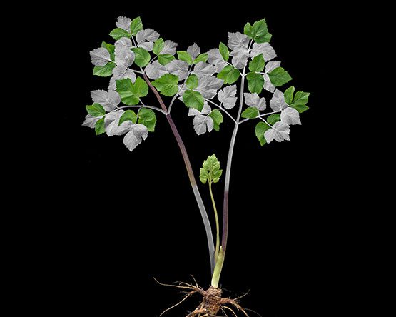 Green and white leafy plant on black