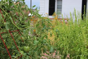 Tomato and herb plants in garden