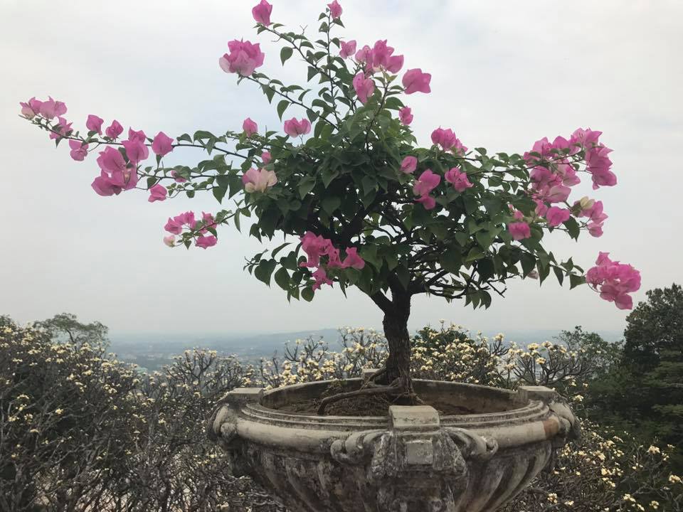 Pink blossoms on bonsai tree