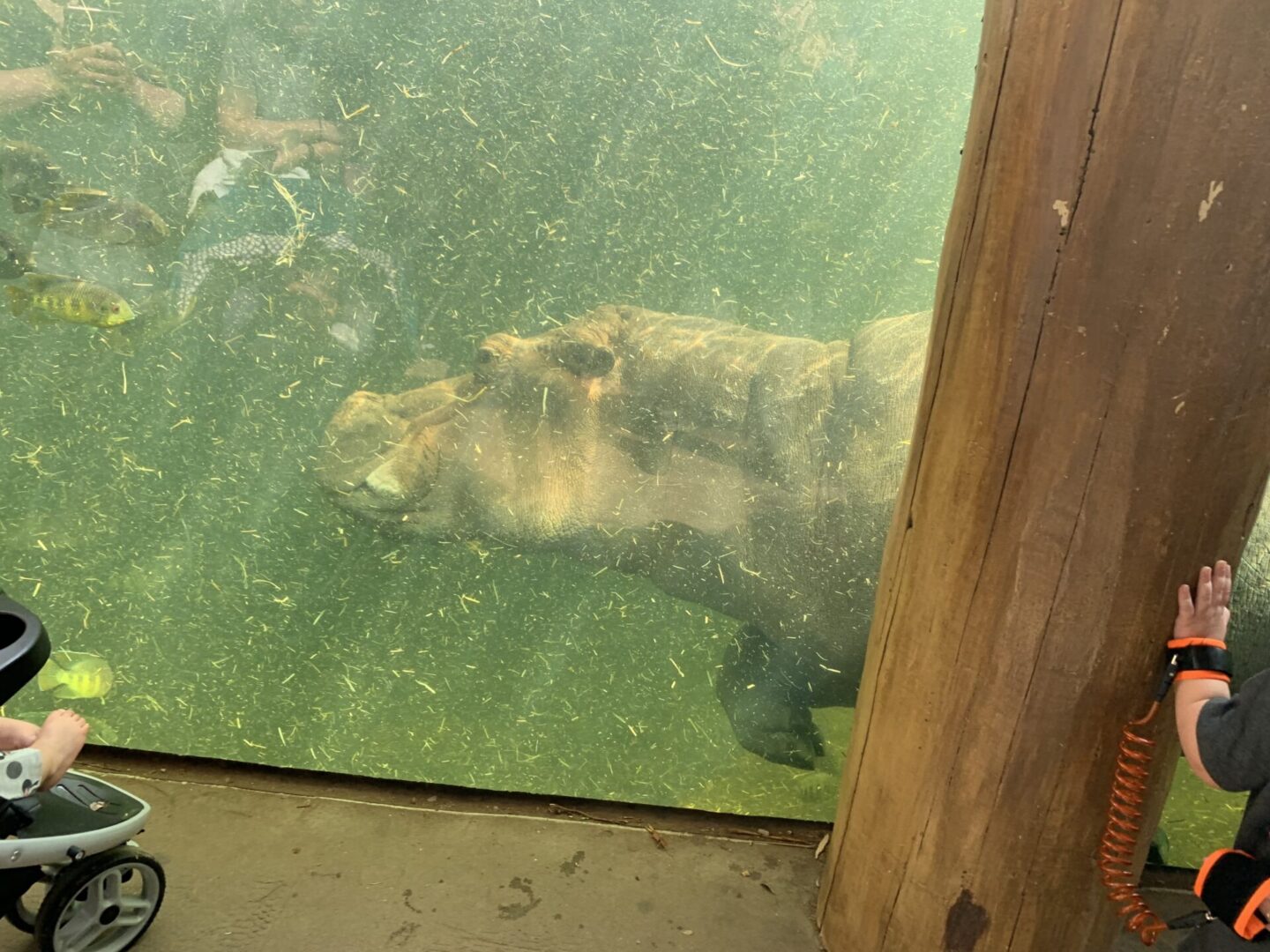 Hippo swimming underwater at aquarium
