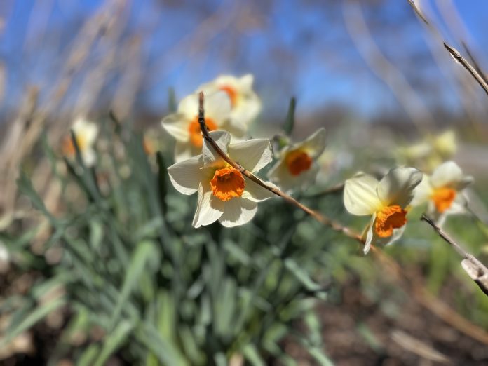 Daffodils in a garden setting