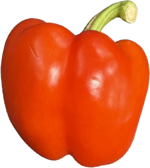 Fresh red capsicum with green stem