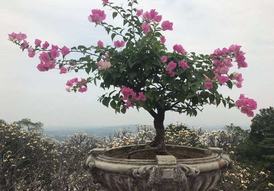 Pink blossoms on bonsai tree