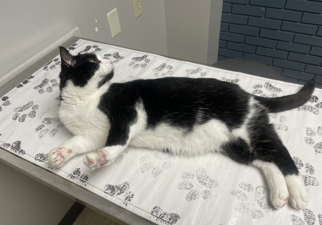 Cat resting on paw-print sheet
