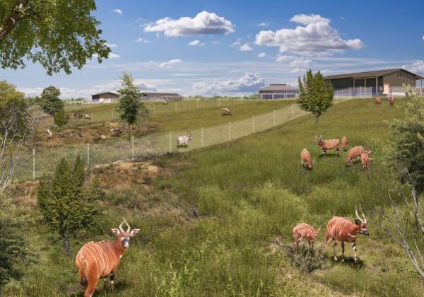Bongos grazing in a grassy field