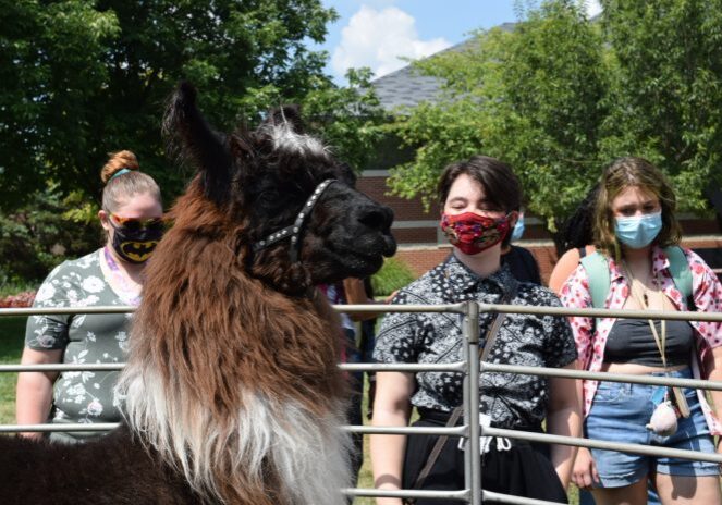 Llama with people wearing masks outdoors
