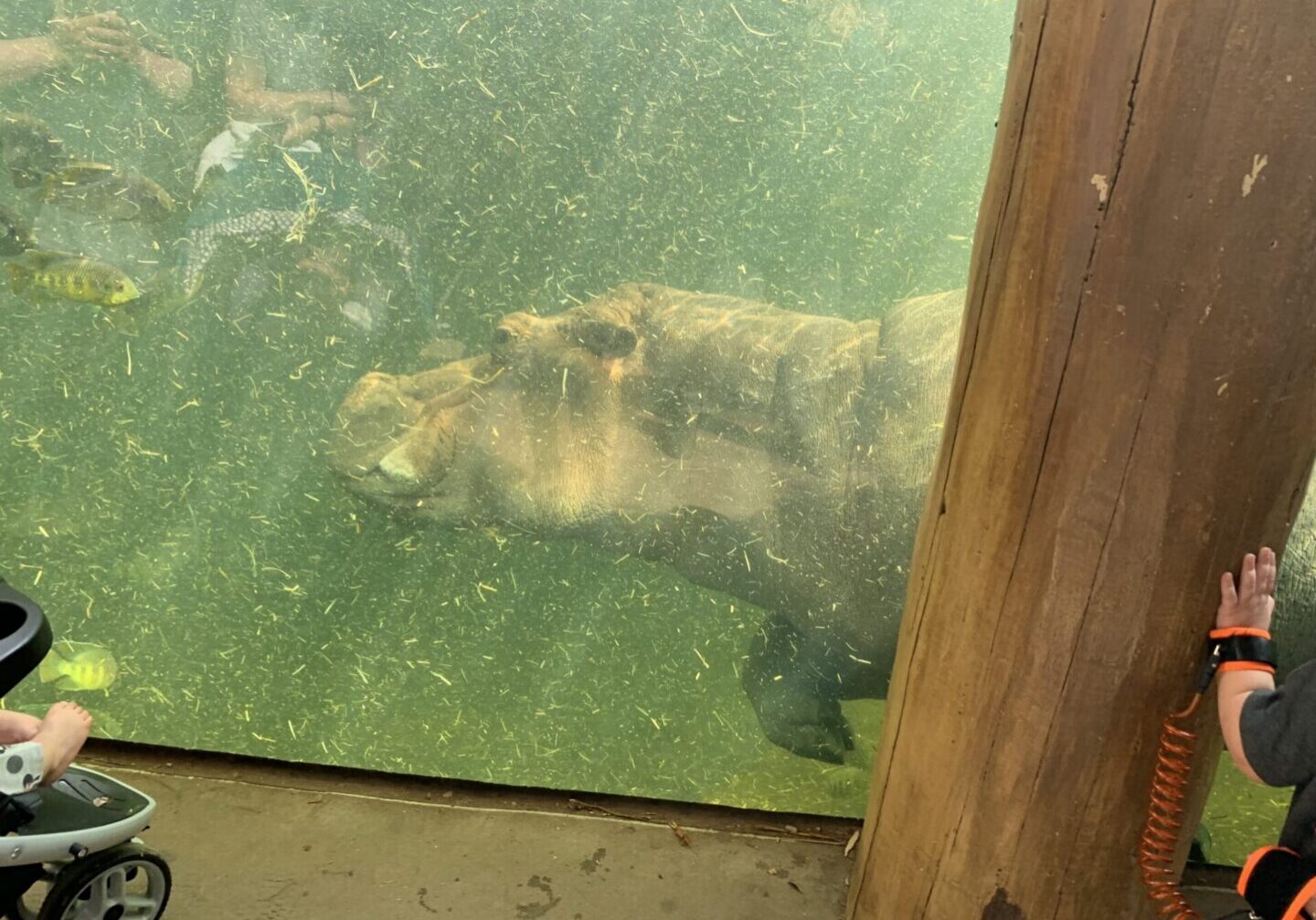 Hippo swimming underwater at aquarium