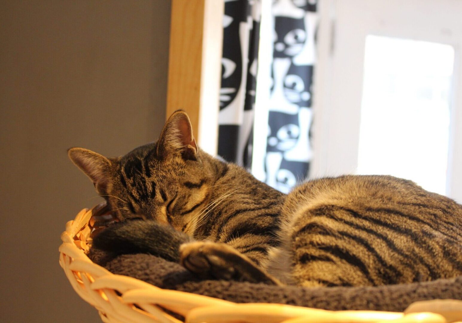 Sleeping tabby cat in a cozy basket