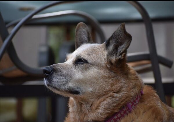 Side profile of attentive dog