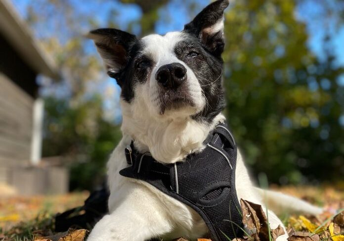 Dog enjoying sunny day in park