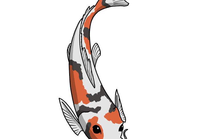 Koi fish illustration on black background