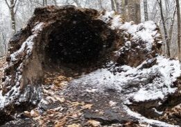 Snow-covered fallen tree with hollow center