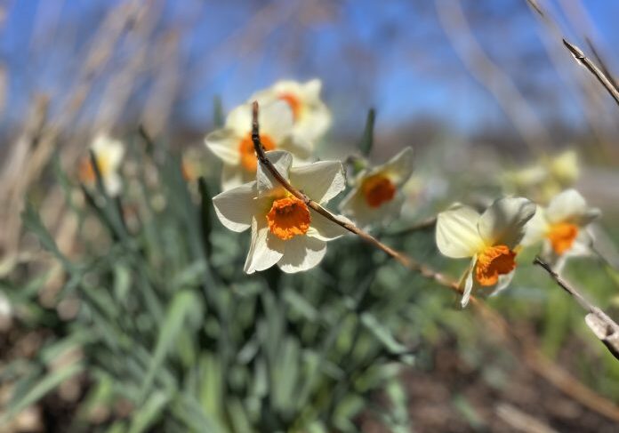 Daffodils in a garden setting