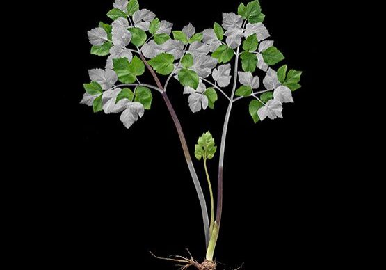 Green and white leafy plant on black