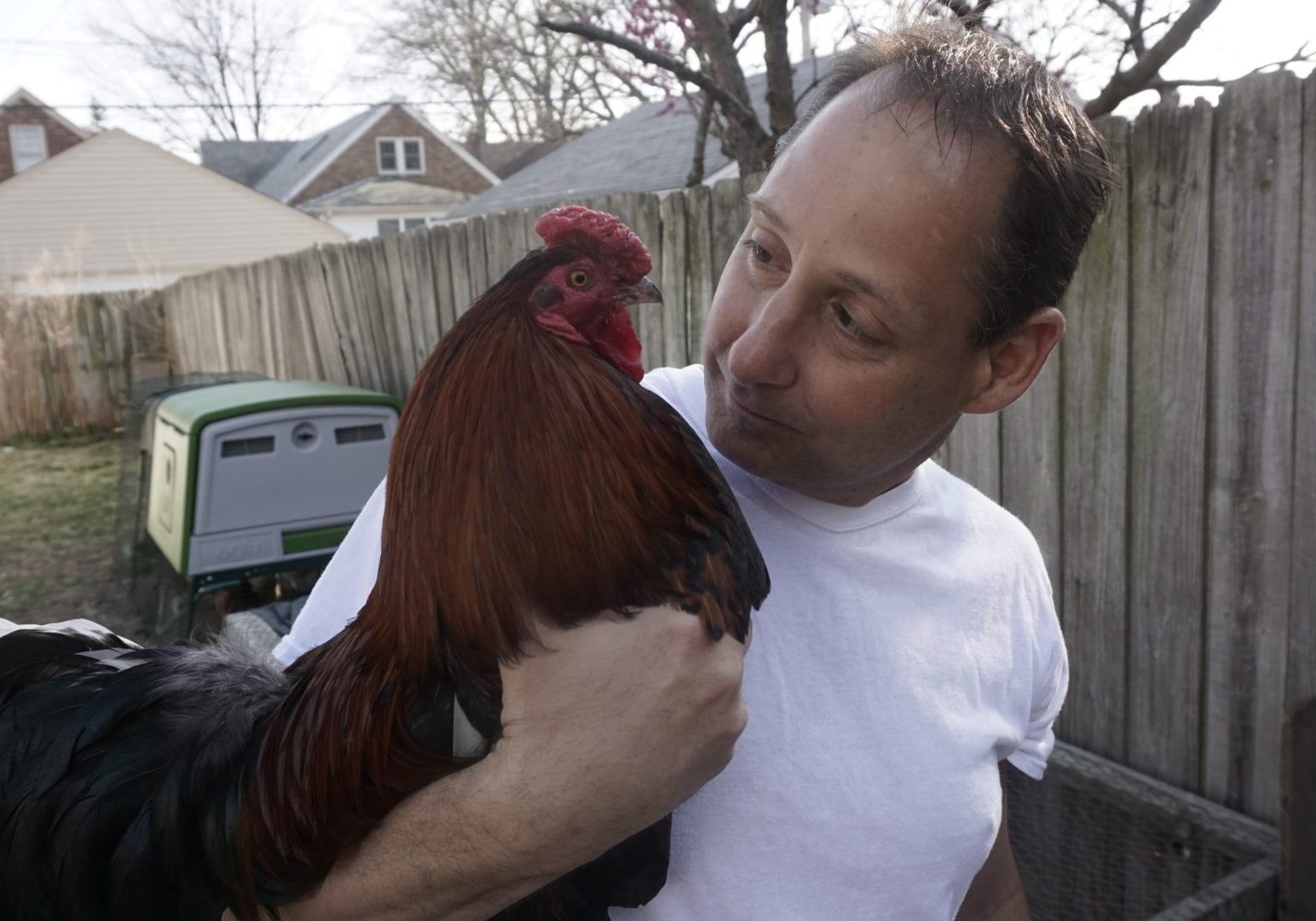 Person cuddling a rooster in backyard