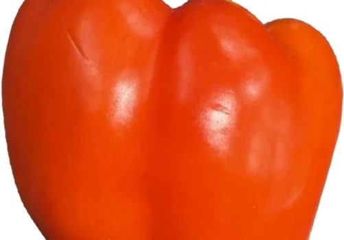 Fresh red capsicum with green stem