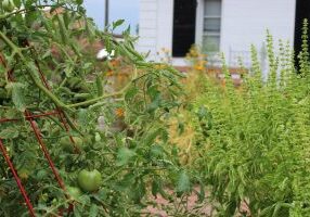 Tomato and herb plants in garden