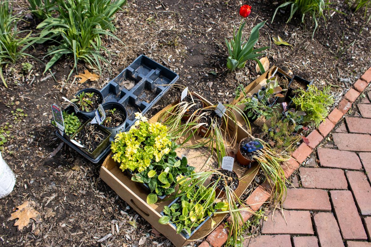 garden-16